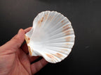 Set of 12 Large White Baking Scallop (3.5"-4") Restaurant Quality Real Seashells Beach Wedding Coastal Crafts and Decor - Florida Shells and Gifts Inc.