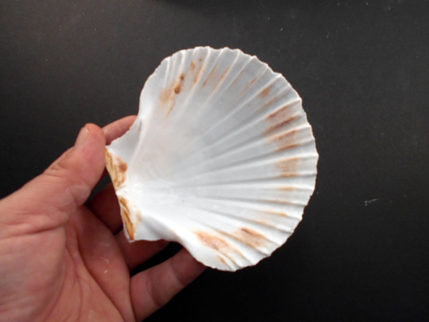 Set of 12 Large White Baking Scallop (3.5"-4") Restaurant Quality Real Seashells Beach Wedding Coastal Crafts and Decor - Florida Shells and Gifts Inc.