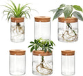 6Pcs 3 Size Glass Plant Propagation Stations, Desktop Flower Vases | Hydroponic Glass Container Vase (2 Large & 2 Medium & 2 Small) for Plant Cuttings, Desks, Living Room, Bedroom, Office Decor