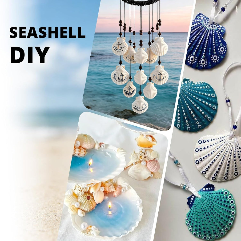 30PCS Natural White Scallop Shells, 2.5-3 Inch Seashells for Craft, Beach Decor, Candle Holder, Home Decorations, Air Plant Holder, Succulent Planter, Fish Tank Ornaments, Wedding Party Supplies