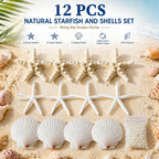 JSPYFITS 2.5-4 Inches Large Starfish and Scallop Shells for Crafts 12PCS, Natural Beach Sea Shells for Crafting, Baking Shells Perfect for White Christmas Decor Beach Party Wedding DIY Crafts