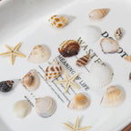 1200 PCS Natural Seashells, Joyfulmap Tiny sea Shells & Small Starfish for Decorations, Mixed Ocean Beach Spiral Shells for Crafting, Fish Tank, Beach Theme Party, Wedding Decor, DIY Craft Supplies