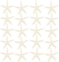Jangostor 20 PCS Starfish, 2.5" to 4" Natural Seashells Starfish Star Fish Shells Decorations White Starfish Ornaments Perfect for Wedding Beach Theme Party Home Decorations, DIY Crafts, Fish Tank