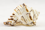 Black Murex | Black Murex Sea Shells | Collector Shell | 1 piece Set for Display or Decor | Plus Free Nautical Ebook by Joseph Rains (5")