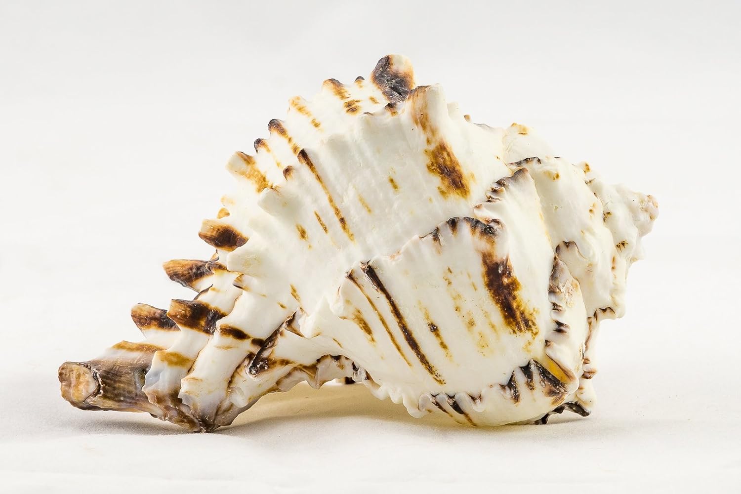 Black Murex | Black Murex Sea Shells | Collector Shell | 1 piece Set for Display or Decor | Plus Free Nautical Ebook by Joseph Rains (5")