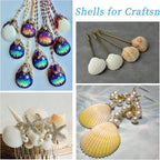 QEQEKAKA 30PCS Sea Shells for Crafts1.5''-2'' White Small Seashells Clam Scallop Shells for Crafting DIY Painting Beaching Wedding Decoration Beach Natural Bulk