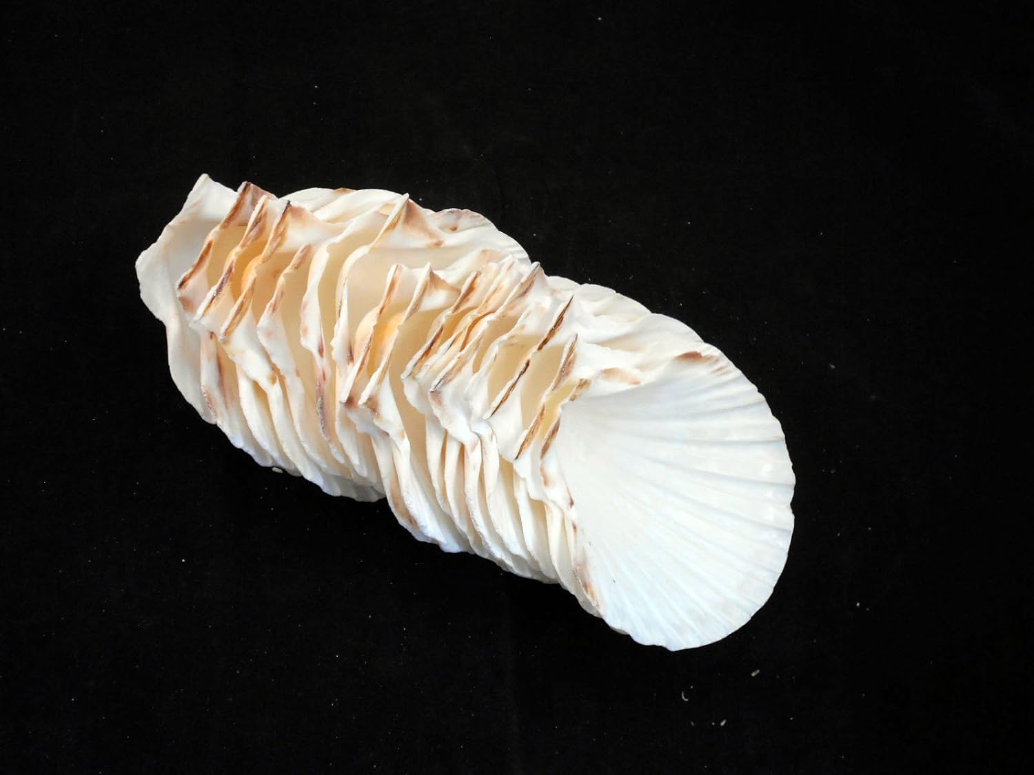 Set of 12 Large White Baking Scallop (3.5"-4") Restaurant Quality Real Seashells Beach Wedding Coastal Crafts and Decor - Florida Shells and Gifts Inc.