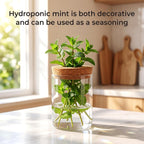 6Pcs 3 Size Glass Plant Propagation Stations, Desktop Flower Vases | Hydroponic Glass Container Vase (2 Large & 2 Medium & 2 Small) for Plant Cuttings, Desks, Living Room, Bedroom, Office Decor