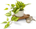 Kurrajong Farmhouse Light Green Fake pothos Plant | Fake Plant for Shelf Decor | Artificial Trailing Ivy Plant with 5" Wide Ceramic Pot | Faux pothos | Feaux Pothos