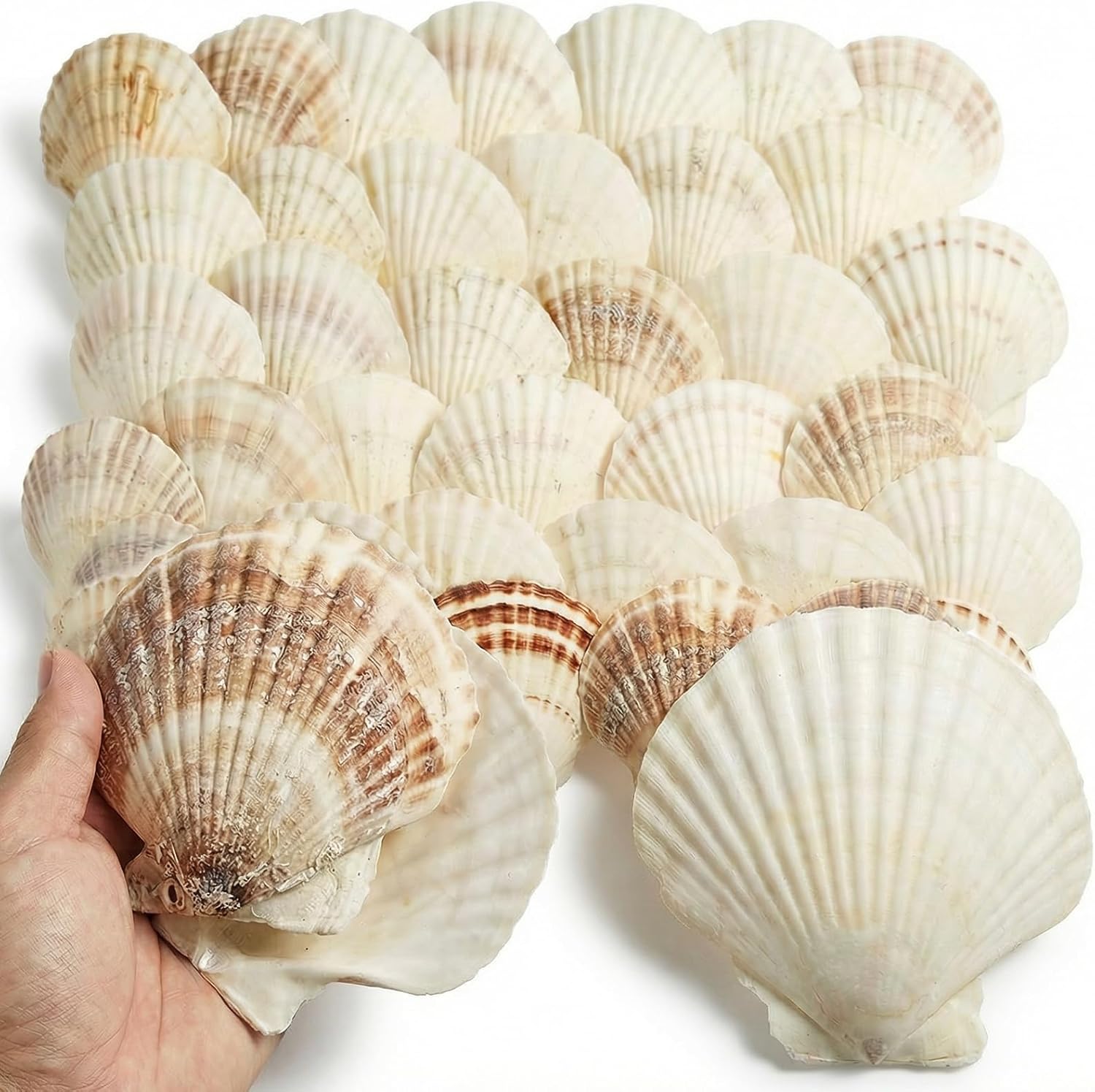 60PCS Large Scallop Shells for Crafts 4-4.3 inch Clam Shells for Decoupage Beach Natural White Seashells Bulk from Sea Beach for DIY Crafts Decorating Painting Crafting Home Wedding Decor