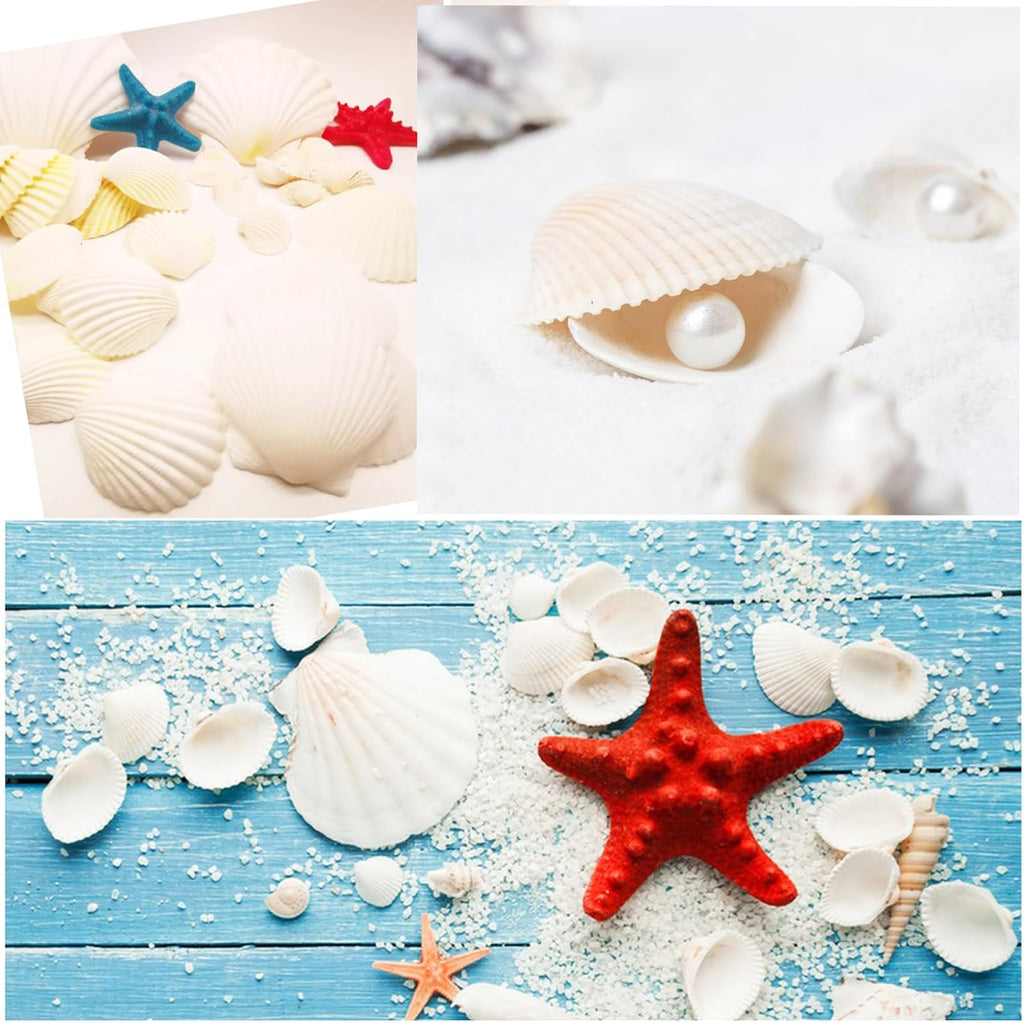 48 PCS Scallop Shells Natural Seashell, 1.5" to 2" White Scallop Shells Small Seashells for Crafts Wedding Decor Beach Theme Party, Fish Tank and Vase Filler