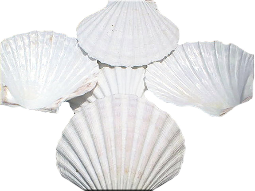 Set of 12 Large White Baking Scallop (3.5"-4") Restaurant Quality Real Seashells Beach Wedding Coastal Crafts and Decor - Florida Shells and Gifts Inc.