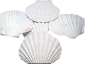 Set of 12 Large White Baking Scallop (3.5"-4") Restaurant Quality Real Seashells Beach Wedding Coastal Crafts and Decor - Florida Shells and Gifts Inc.