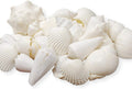 Tumbler Home Mix of White Seashells - Set Includes 1 Pound White Shells up to 3 inches - Home Decor, Vase Filler, Wedding Centerpiece, Christmas, Craft, Candle Making-Sea Shell Mix