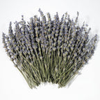 Dried Lavender 150+ Stems - Natural Purple Flowers Compact Short Stem Lavender 7.2-8.2 Inch for Home Decor, Wedding DIY Crafts, Small Vase Arrangements & Aromatherapy, Fresh Fragrance (150, 7.2"-8.2")