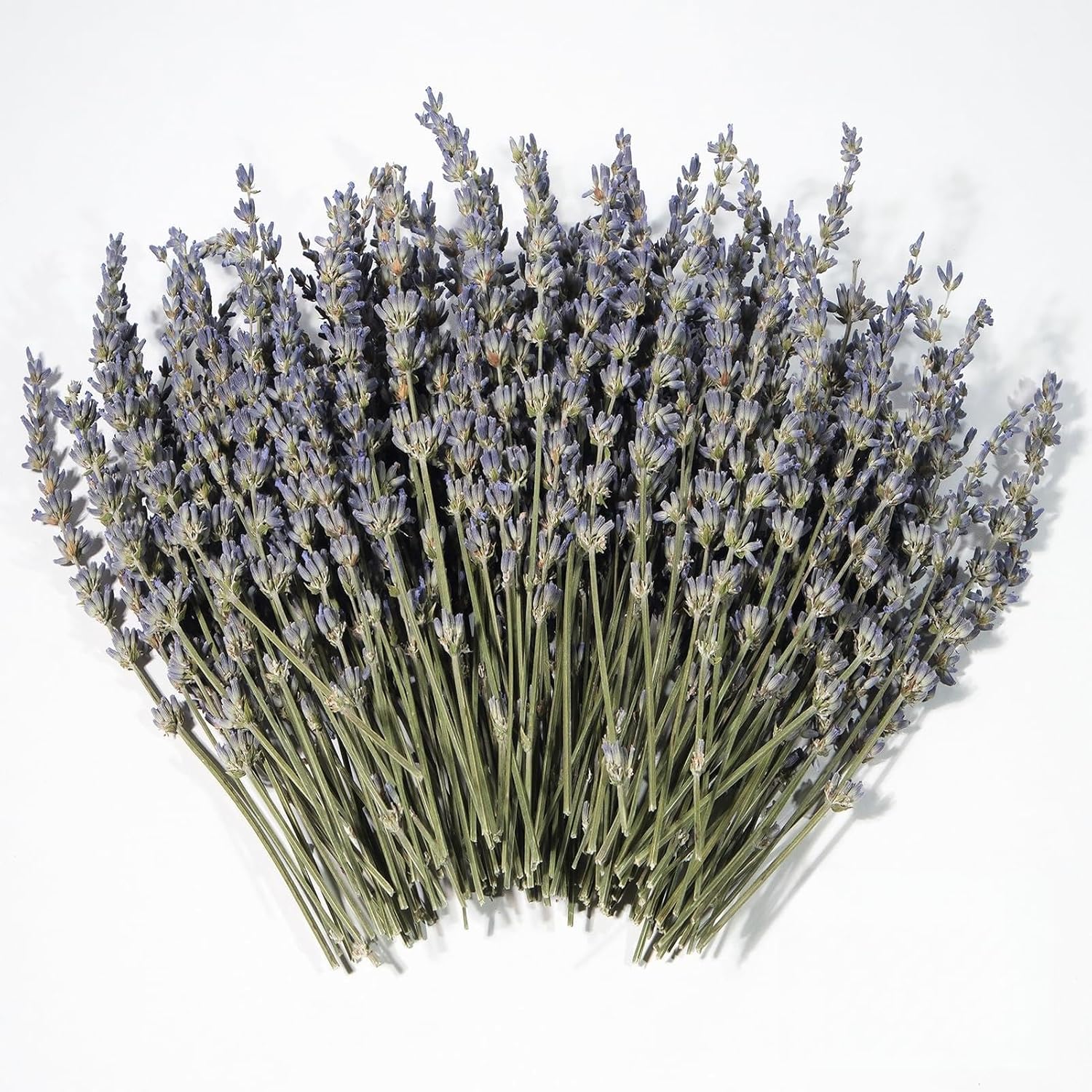 Dried Lavender 150+ Stems - Natural Purple Flowers Compact Short Stem Lavender 7.2-8.2 Inch for Home Decor, Wedding DIY Crafts, Small Vase Arrangements & Aromatherapy, Fresh Fragrance (150, 7.2"-8.2")