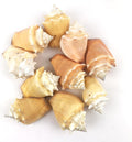 Heyiwell 10PC Fighting Conch Shells,Ocean Beach Shells for Shell Crafts,Home Decor,Fish Tank and Vase Filler 2.25"~3" Inch