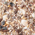 PH PandaHall Sea Shells, 466pcs 15 Style Spiral Shell Beads Undrilled Tiny Natural Sea Shell Ocean Spiral Seashells Miniature Shells for Resin Candle Party Wedding Decor Fish Tank Vase Filler, No Hole