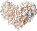 140Pcs Tiny Sea Shells - 0.8-1.2 inches Natural Small White Clam Shells for Crafts Bulk for Home Decor, Beach Theme Party, Fish Tank Vase Filler, Bracelet Making