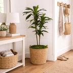 Nearly Natural 48in Artificial Dracaena with Real Touch Leaves and Multi Tonal Trunks, Large Indoor Silk Plant with Pot, Maintenance Free For Living Room And Home Office Decor