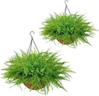 2 Set Artificial Ferns for Outdoors with Coconut Baskets, Fake Hanging Boston Ferns with 12" Coir Pot &Chain,UV Resistant Faux Hanging Persian Grass Baskets for Outdoor Porch Patio Decor