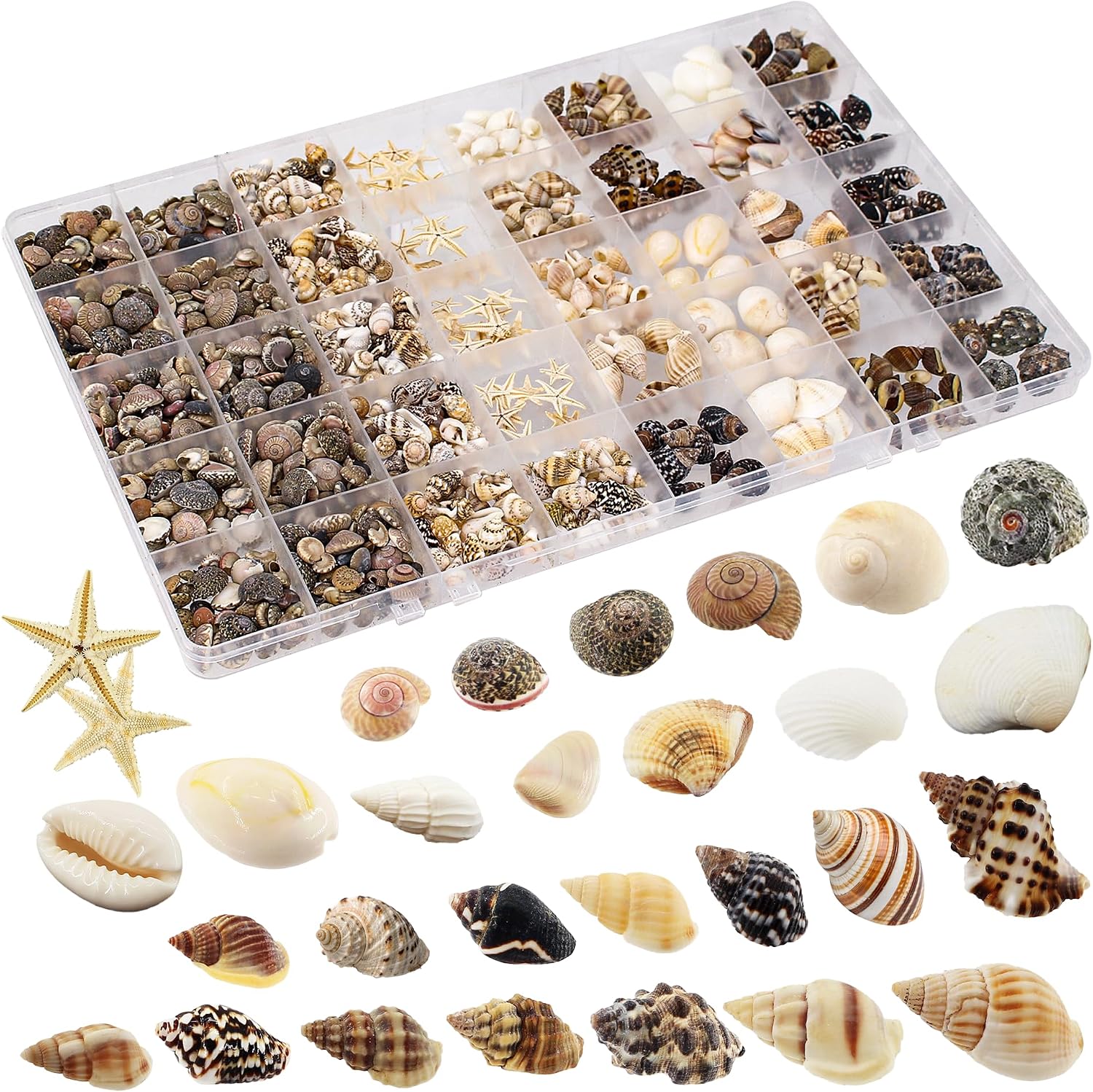 Small Sea Shells 1200Pcs Tiny Seashells Mixed Size Ocean Beach Starfish, Conch Shell for Crafts Vase Filler Fish Tank Beach Theme Party Home Wedding Decor