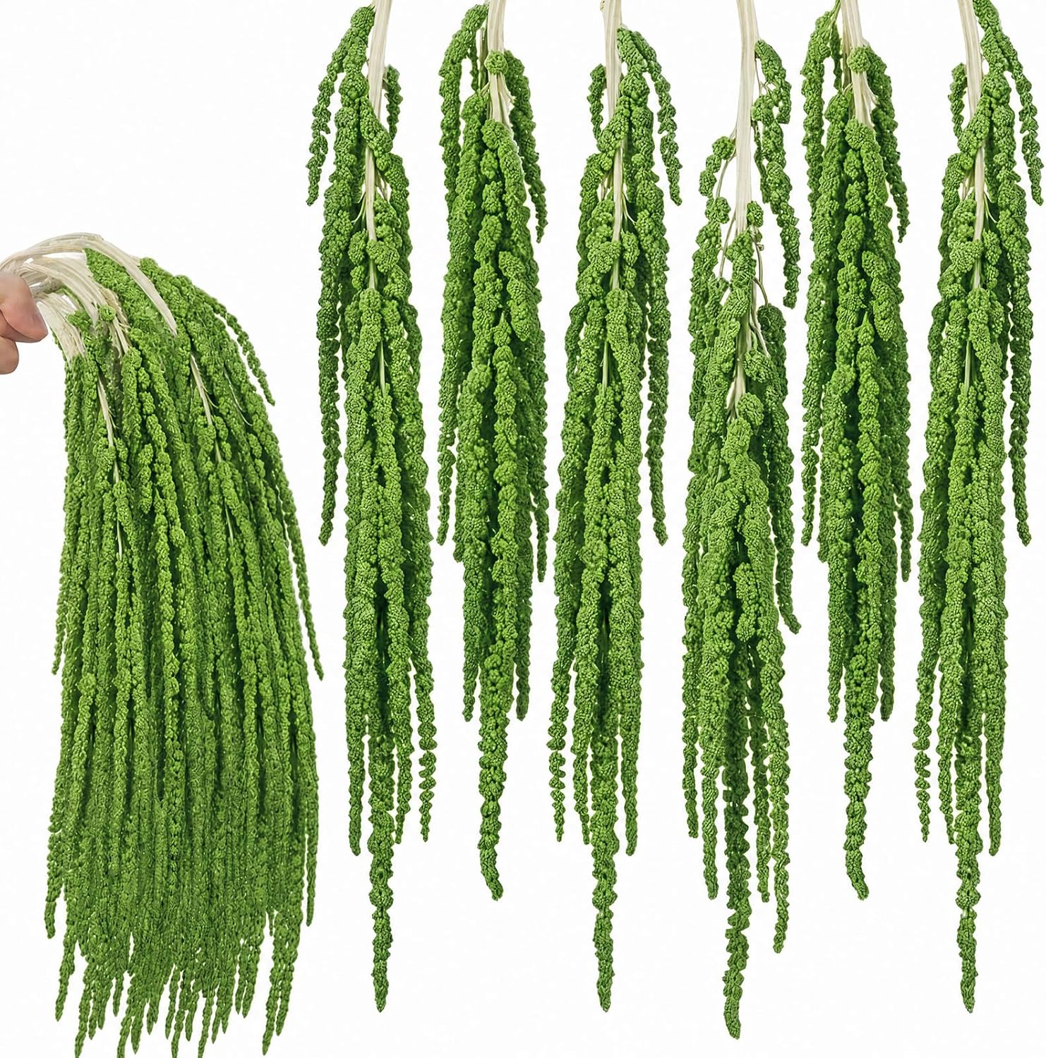6Pcs Light Green Dried Amaranthus Hanging Flowers for Wedding Arch, 100% Natural Preserved Amaranthus Flowers for Floral Arrangement, Wall Home Decor (23 in)