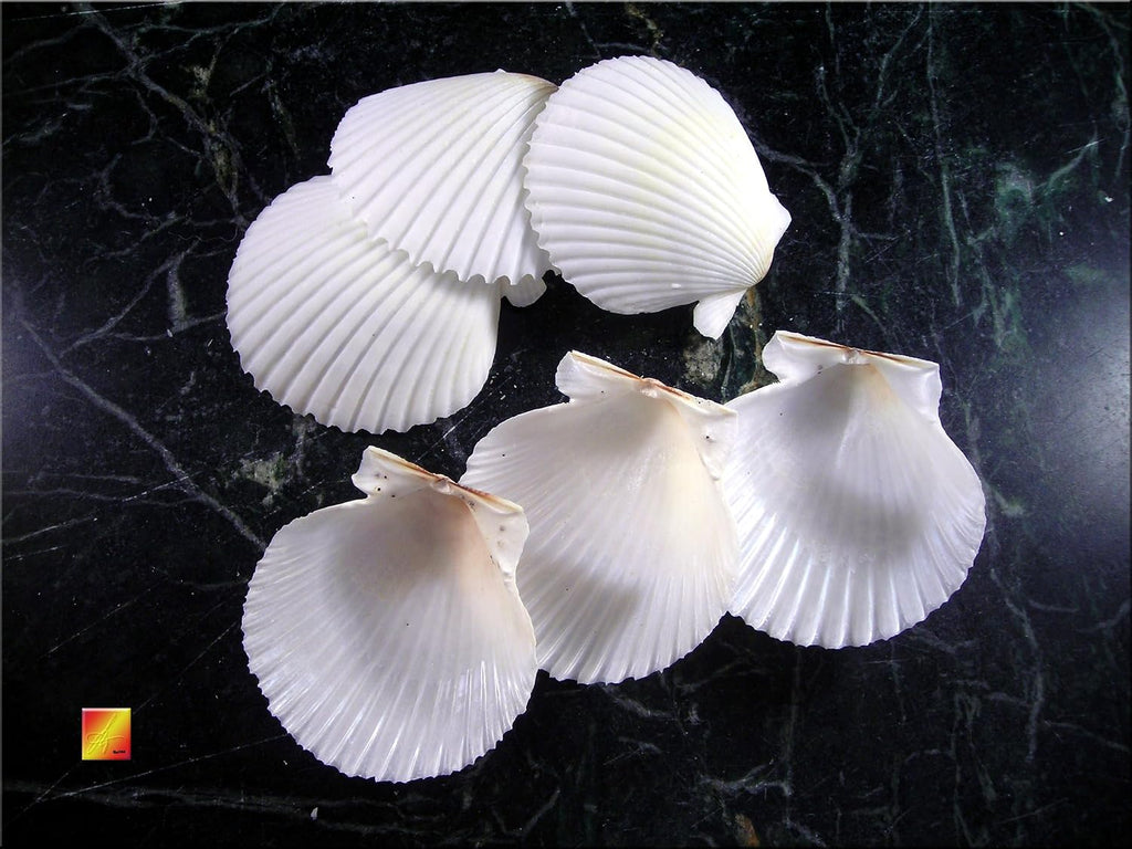 25 White Florida Scallop Shells (About 2") Seashells Display Box for Beach Wedding Decor and Ocean Crafts.