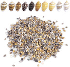 2000 PCS Tiny Mini Small Sea Shells for Crafting Spiral Conch Shells for Crafts Charms for Home Decorations Candle Decor DIY Fish Tank and Beach Vase Filler