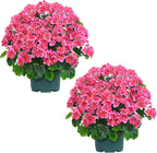 Artificial Geranium Bush – 20 Inch Outdoor Potted Artificial Plant for Front Porch, UV Resistant Faux Flower Bush for Garden, Yard & Patio Decor (2 Pack)