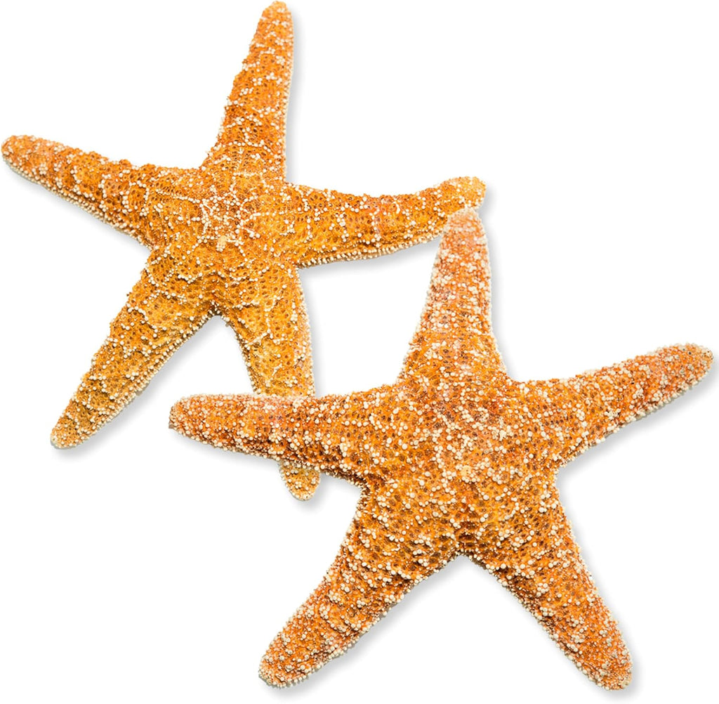 Real Starfish - 2 Large Brown Sugar Starfish (4-6in) - Starfish for Crafts - Star Fish Shells Decorations - Starfish Decor - Sea Star - Starfish Decorations - Starfish Shells