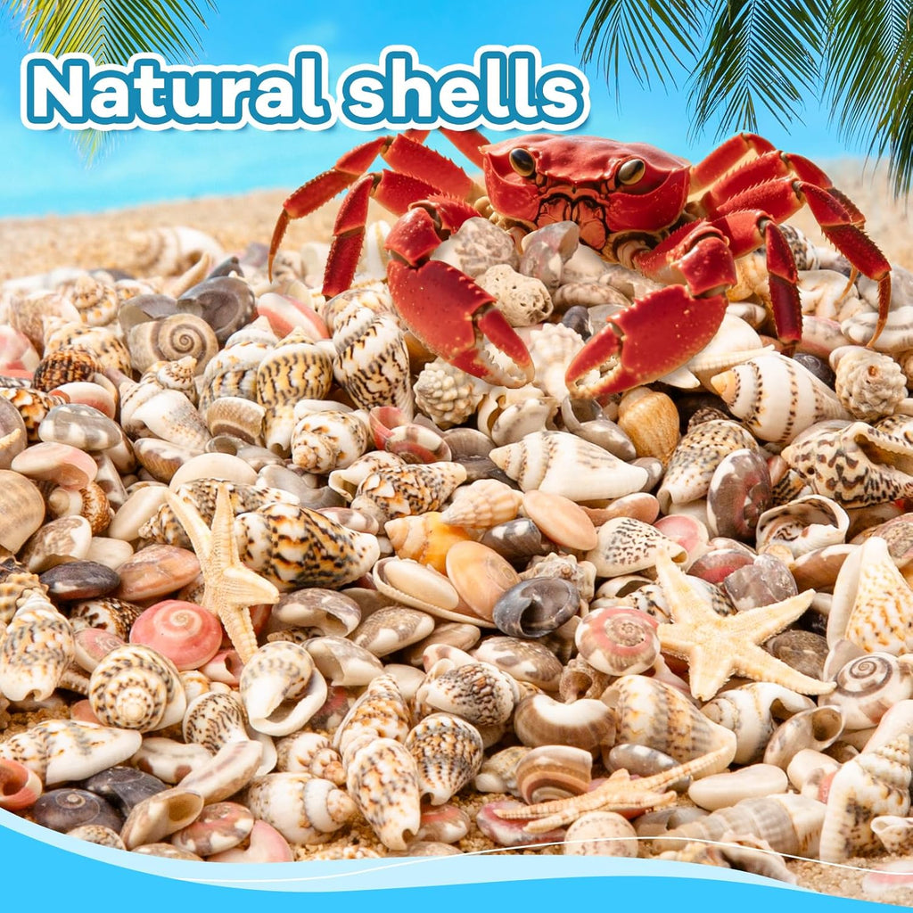 1200 PCS Tiny Seashells & 21 Starfish Mixed 18 Kinds Bulk Beach Small Shells for Home Decor, Beach Theme Party Decor, Fish Tank Aquarium, Sea Shells for Crafting Vase Filler, Beach Candle