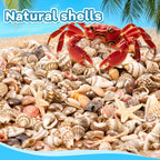 1200 PCS Tiny Seashells & 21 Starfish Mixed 18 Kinds Bulk Beach Small Shells for Home Decor, Beach Theme Party Decor, Fish Tank Aquarium, Sea Shells for Crafting Vase Filler, Beach Candle