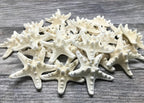 Real Knobby Starfish | 24 Real Knobby Starfish White 2" to 3.5" Beach Wedding Decor, Coastal Party Decorations, Seashell Decor