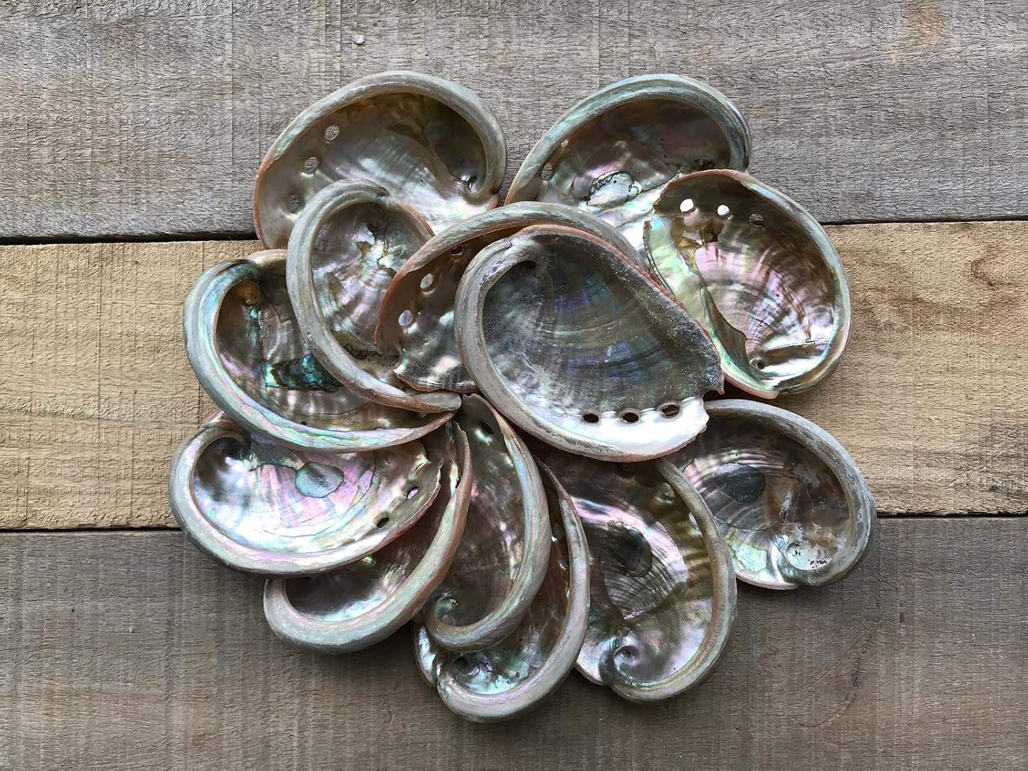| Natural Red Abalone | 3" - 4" | Set of 10