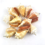 Heyiwell 10PC Fighting Conch Shells,Ocean Beach Shells for Shell Crafts,Home Decor,Fish Tank and Vase Filler 2.25"~3" Inch