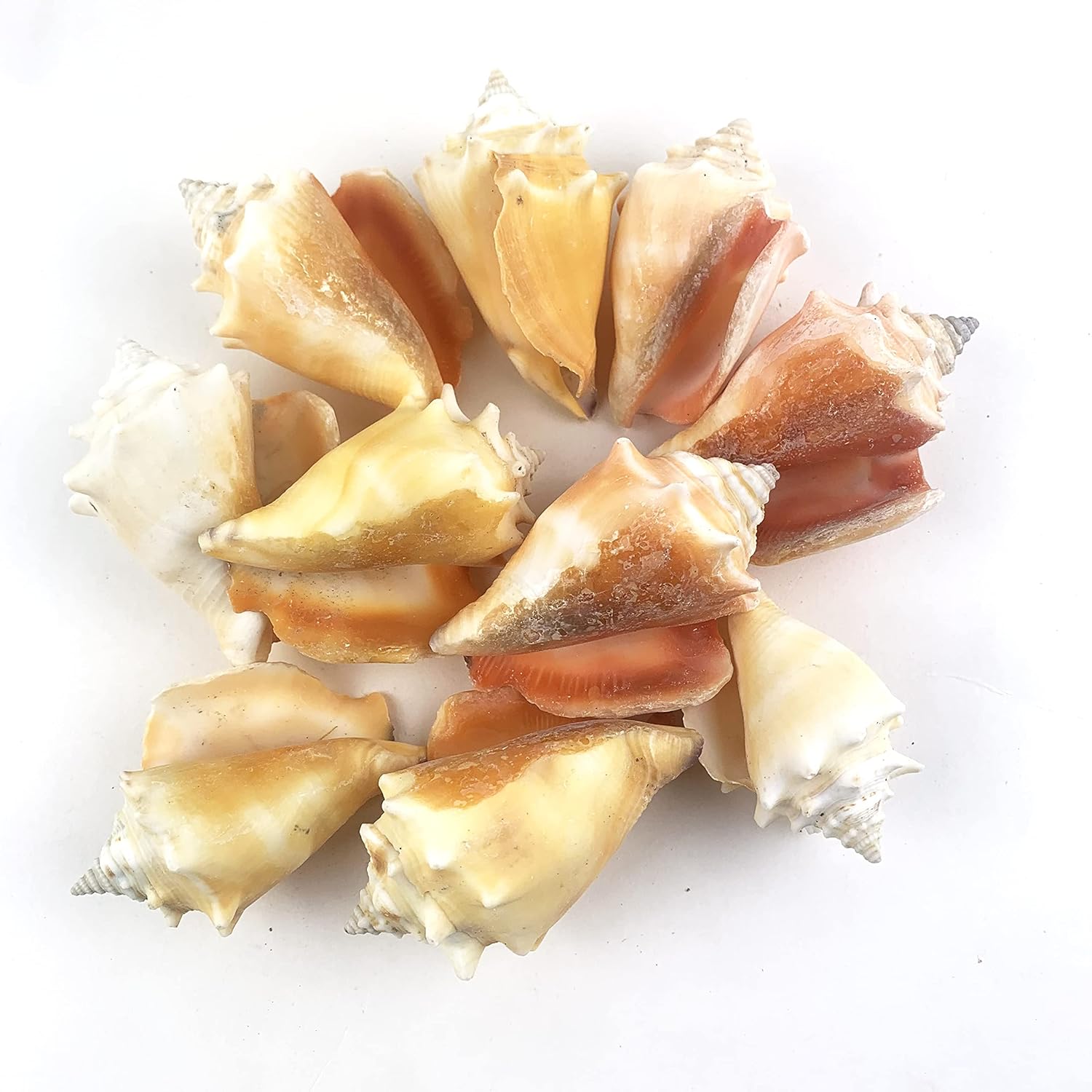 Heyiwell 10PC Fighting Conch Shells,Ocean Beach Shells for Shell Crafts,Home Decor,Fish Tank and Vase Filler 2.25"~3" Inch