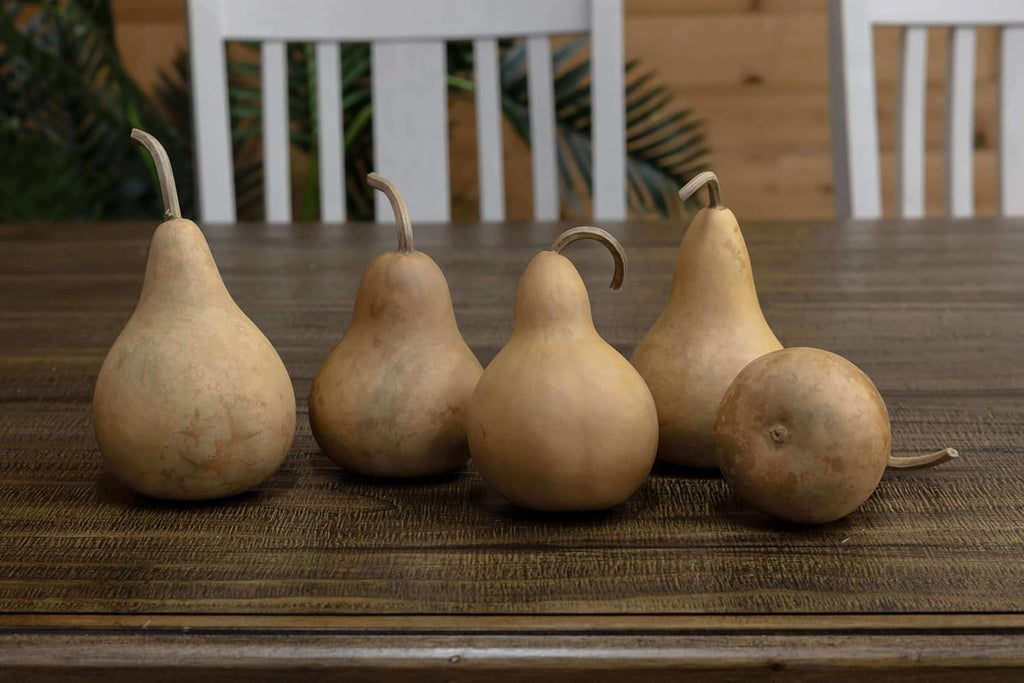 Box of 5 Dried Martin Gourds - 3" Diameter, Ready for Crafting or Decorating