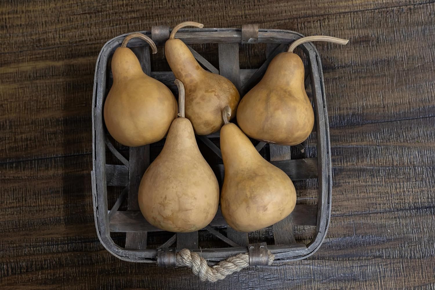 Box of 5 Dried Martin Gourds - 3" Diameter, Ready for Crafting or Decorating