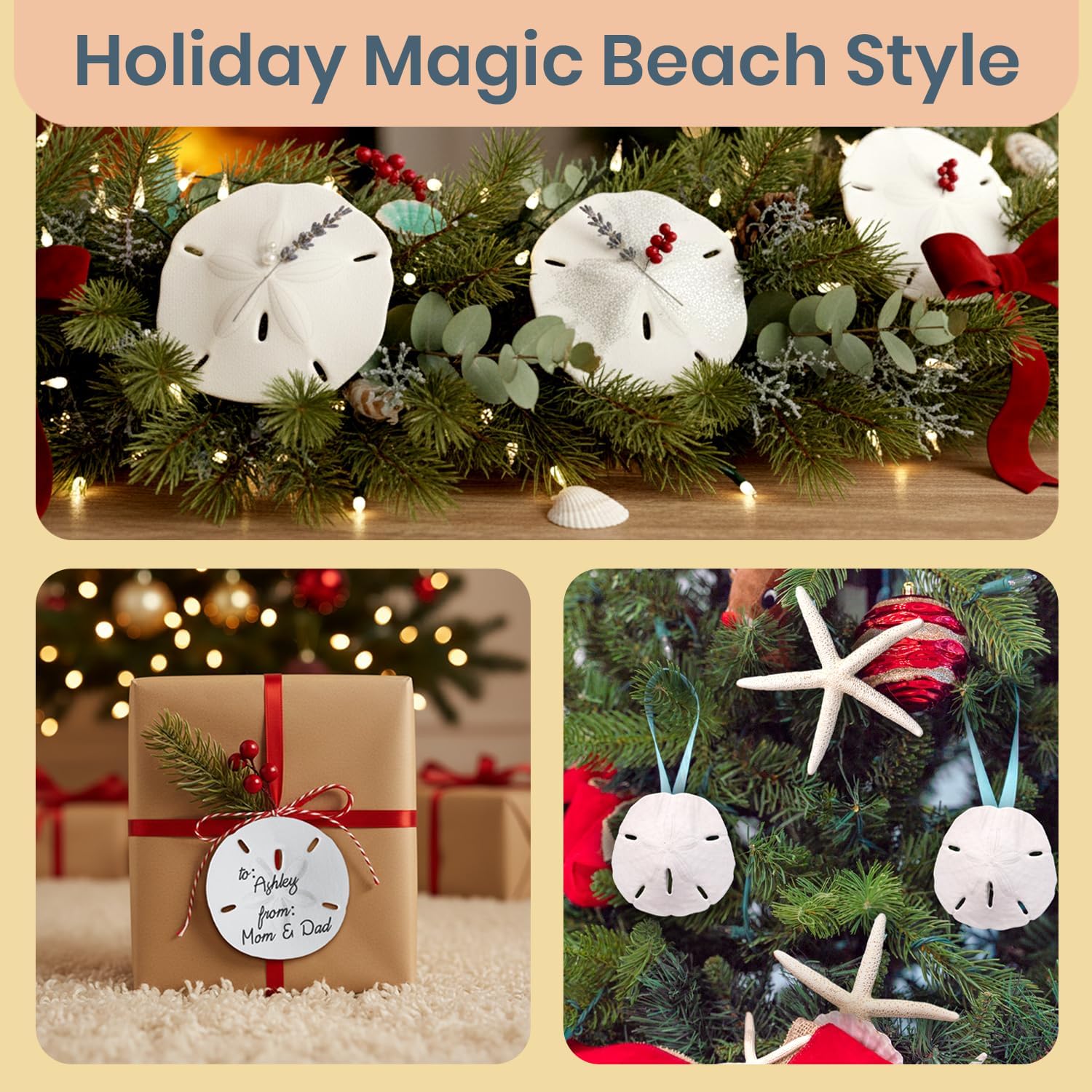 Real Sand Dollars 3" to 3.5" (3 Pack) – Sand Dollar Wall Art & Ornament Set – Beach Wedding Decor – Nautical Party Table Decor – Mini Shells for Crafts – Coastal Gifts