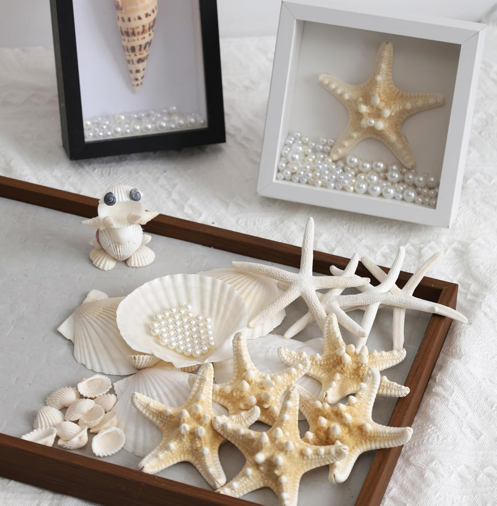 JSPYFITS 2.5-4 Inches Large Starfish and Scallop Shells for Crafts 12PCS, Natural Beach Sea Shells for Crafting, Baking Shells Perfect for White Christmas Decor Beach Party Wedding DIY Crafts