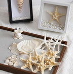 JSPYFITS 2.5-4 Inches Large Starfish and Scallop Shells for Crafts 12PCS, Natural Beach Sea Shells for Crafting, Baking Shells Perfect for White Christmas Decor Beach Party Wedding DIY Crafts