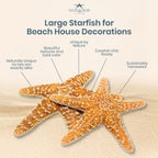 Real Starfish - 2 Large Brown Sugar Starfish (4-6in) - Starfish for Crafts - Star Fish Shells Decorations - Starfish Decor - Sea Star - Starfish Decorations - Starfish Shells