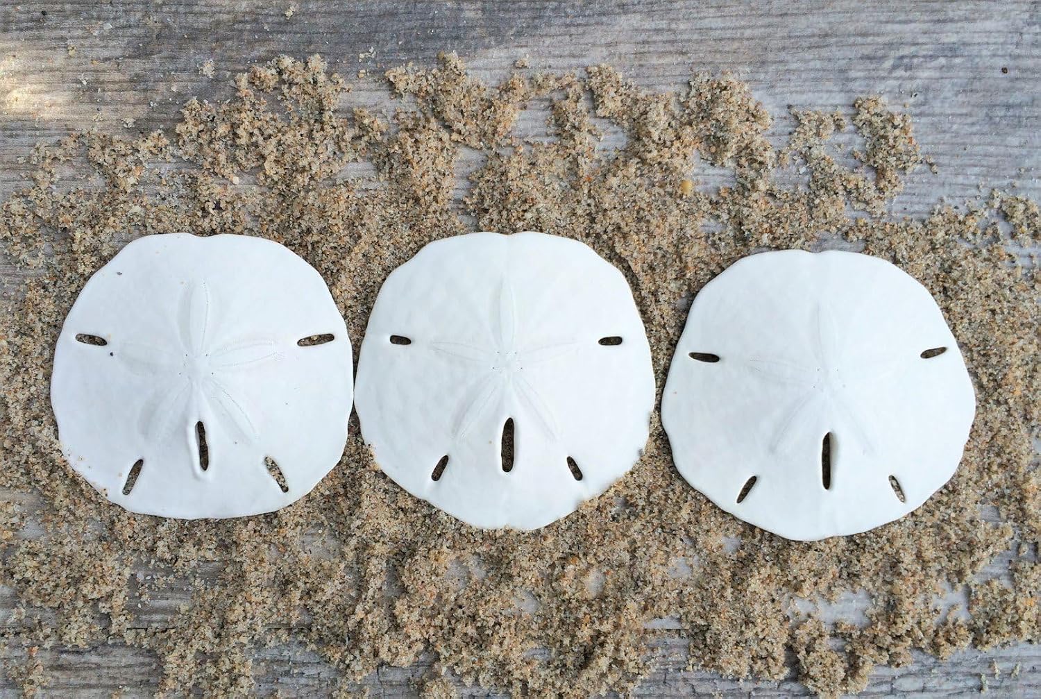Real Sand Dollars 2.5" to 3" (3 Pack) – Sand Dollar Wall Art & Ornament Set – Beach Wedding Decor – Nautical Party Table Decor – Mini Shells for Crafts – Coastal Gifts