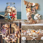 JQAQJU 23 Pcs Large Seashells Mixed Beach Sea Shells Starfish Conch, Various Size Natural Seashells for Decorating, Beach Themed Party, Table Scatters, DIY, Fish Tank, Vase Fillers, Home, Wedding