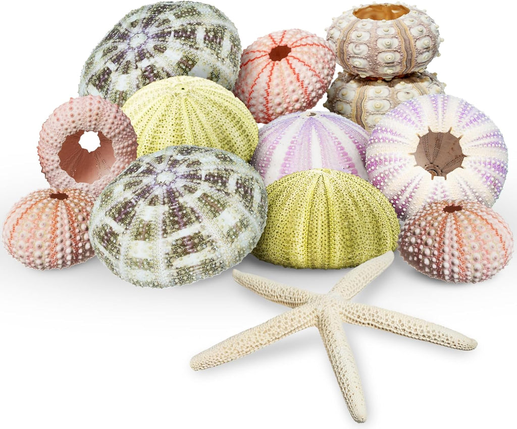 Nautical Crush Trading Sea Urchin Shells -12 Assorted Urchin Shells for Crafts - Bonus White Starfish – Coastal Decorations - Coastal Crafts - Beach House Decor
