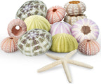 Nautical Crush Trading Sea Urchin Shells -12 Assorted Urchin Shells for Crafts - Bonus White Starfish – Coastal Decorations - Coastal Crafts - Beach House Decor