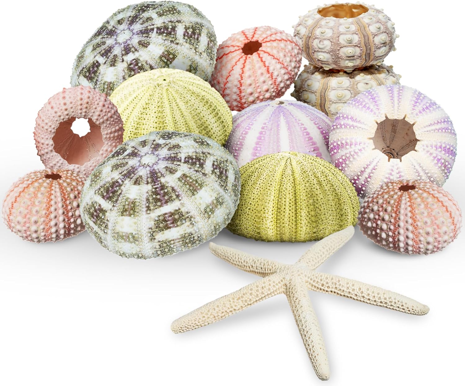 Nautical Crush Trading Sea Urchin Shells -12 Assorted Urchin Shells for Crafts - Bonus White Starfish – Coastal Decorations - Coastal Crafts - Beach House Decor