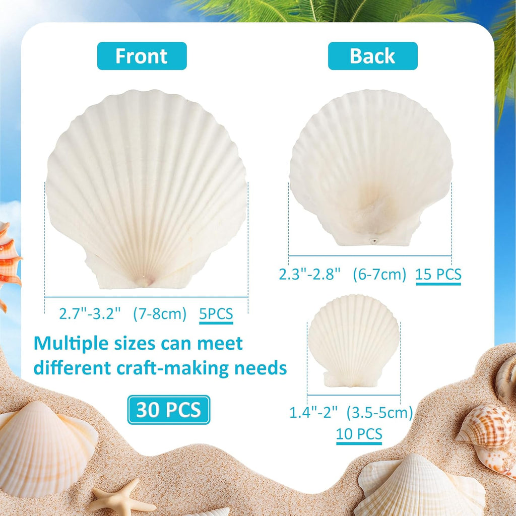 30PCS Natural Scallop Shells, 3 Size White Sea Shells for Crafts, 1.5"/2.3"/3" Real Seashells from Beach for DIY Painting Home Décor Wedding Ocean Beach Theme Party, Fish Tank and Vase Filler