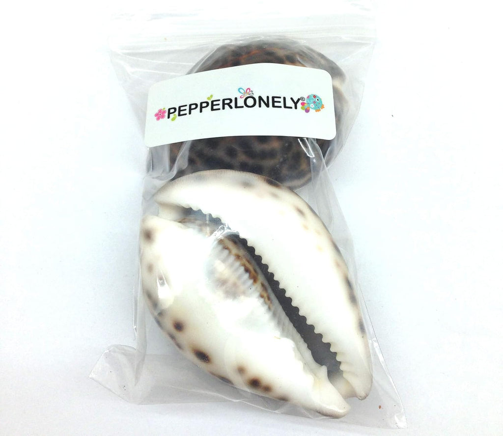 PEPPERLONELY 2PC Polished Tiger Cowrie Sea Shells, 3 Inch ~ 4 Inch